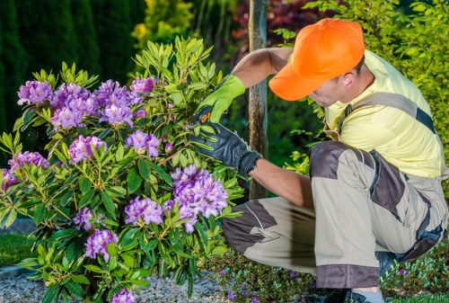 Professional hedge trimming at a Blackheath front garden